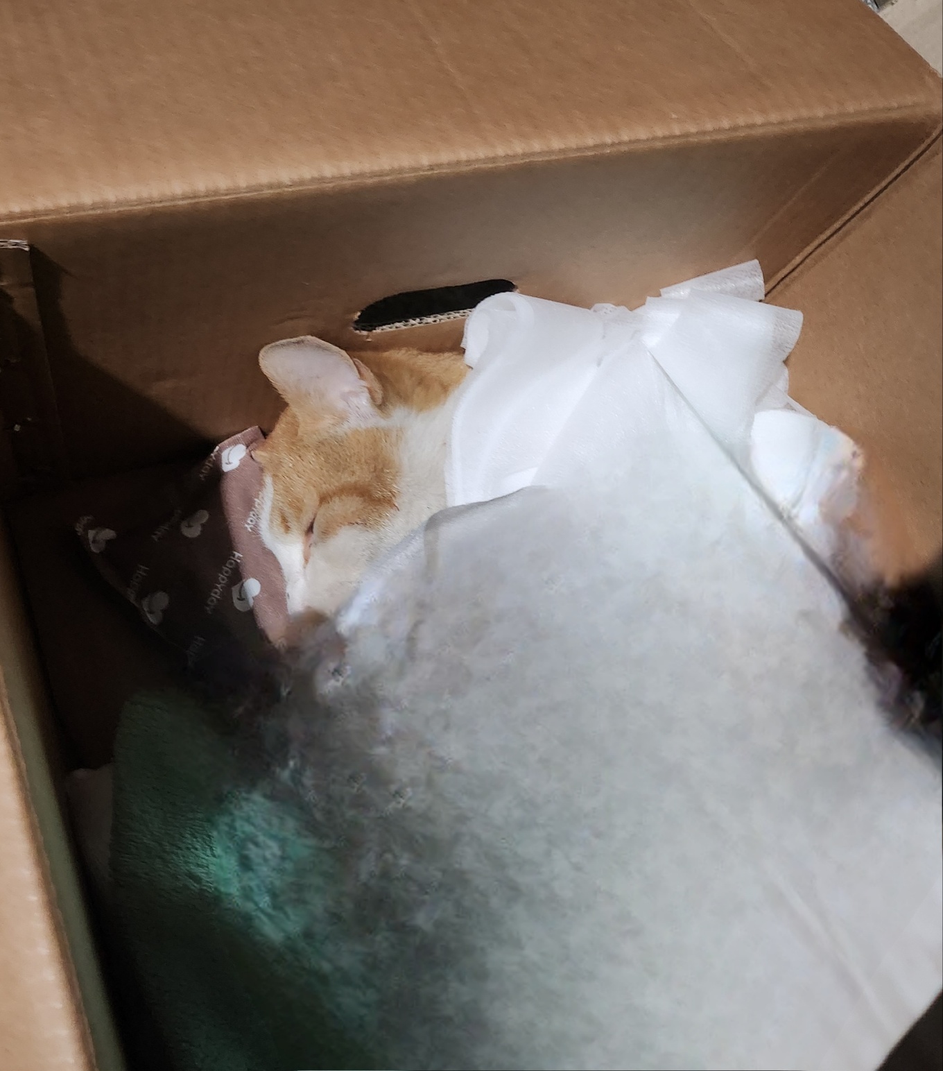 울산유기동물보호센터_431373202402060